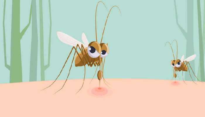 房间里放什么可以驱蚊 卧室驱蚊子最有效的方法-图2