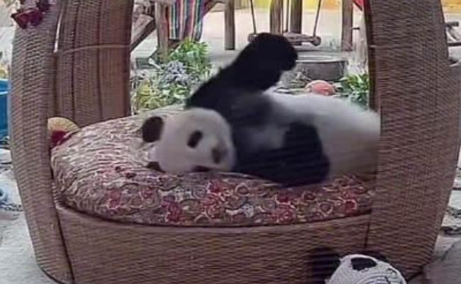 ​大熊猫思嘉对公主床爱不释手 大熊猫睡觉需要床吗 -图3