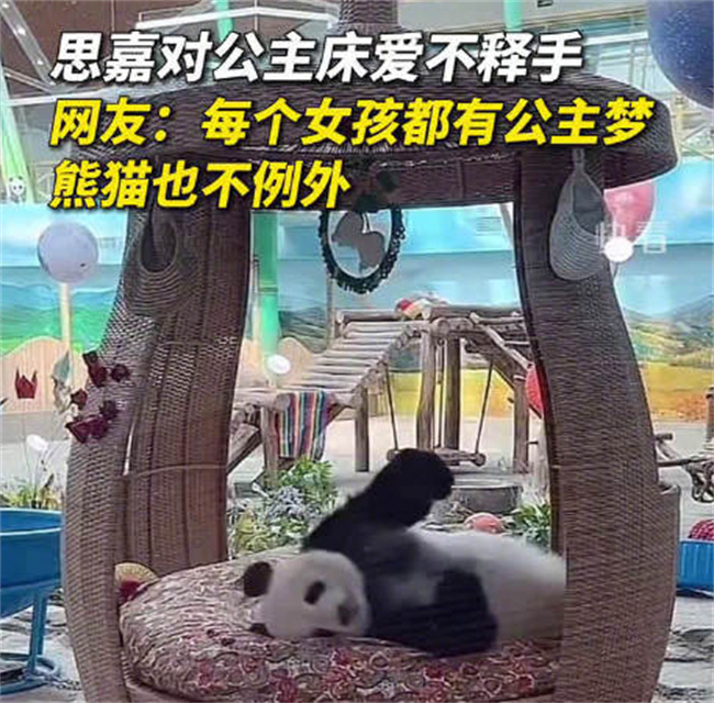 ​大熊猫思嘉对公主床爱不释手 大熊猫睡觉需要床吗 -图1