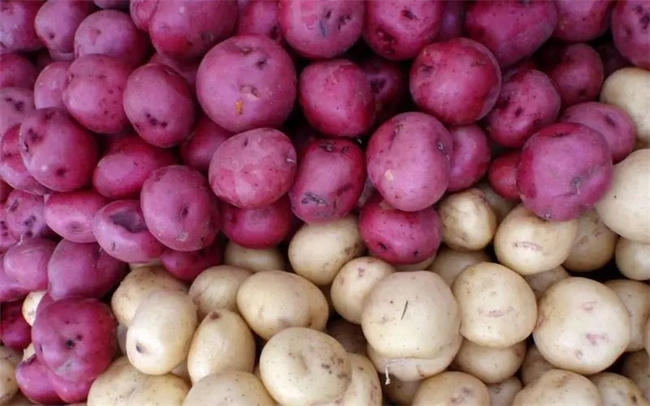 紫土豆是不是转基因 紫土豆是转基因的吗-图3