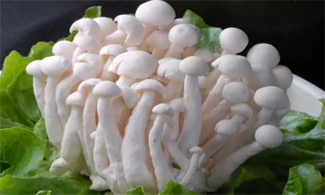白云菇有什么营养价值 白玉菇的功效与作用
