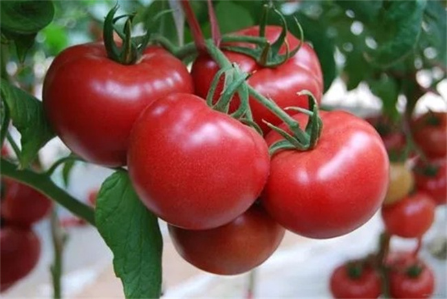 番茄的营养价值有哪些 番茄的营养成分
