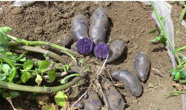 紫土豆是不是转基因 紫土豆是转基因的吗-图1